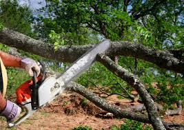 How Our Tree Care Process Works  in  Black Rock, NM